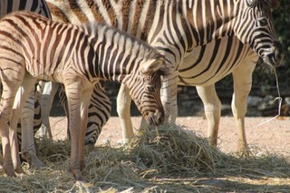 cucciolo zebra cucciolo zebra
