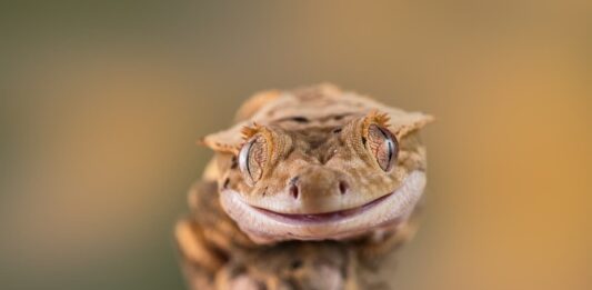 Rhacodactylus, il geco con le ciglia geco ciglia primo piano