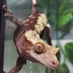 geco terrario