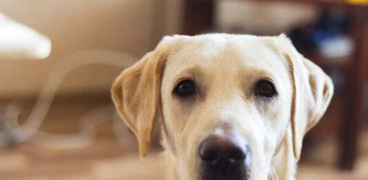 osteosarcoma nel cane