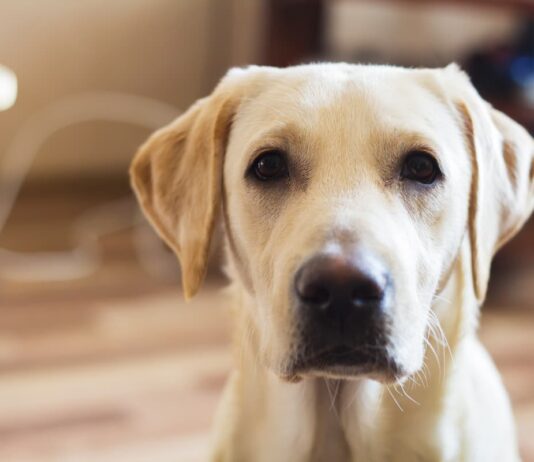 osteosarcoma nel cane