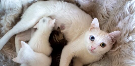 Gravidanza e parto nel gatto: quando è tutto ok e quando ci sono problemi parto gatto