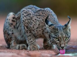 predatori specie invasive lince