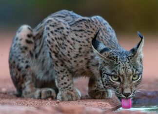 predatori specie invasive lince