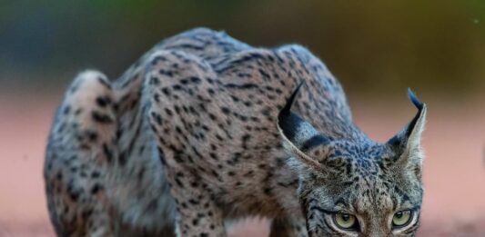 Introdurre i predatori per affrontare le specie invasive? predatori specie invasive lince