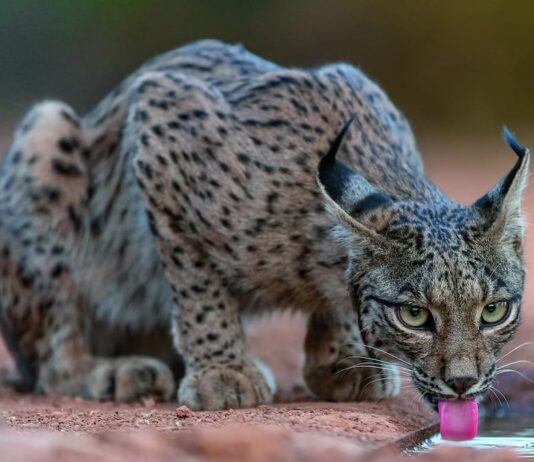 predatori specie invasive lince