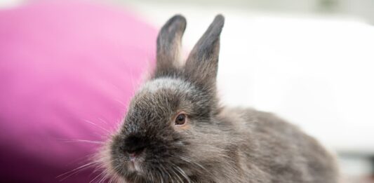 Il timoma: un nemico insidioso per il coniglio timoma coniglio