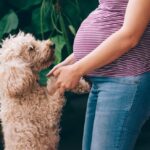 cani bambini gravidanza