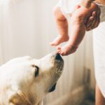 cani bambini odore
