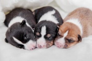 cani neonati