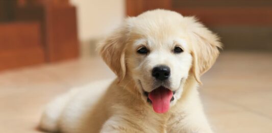 comportamento cane cucciolo golden