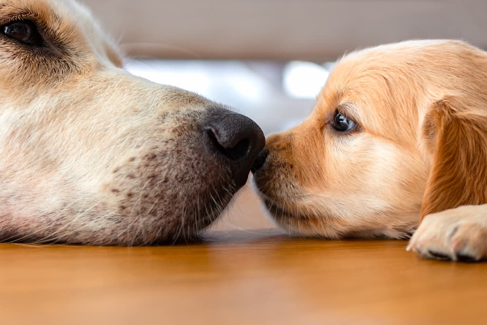 comportamento cane cucciolo madre