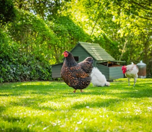 gallina pollaio