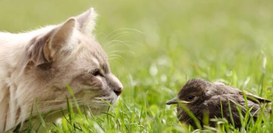 gatti merlo biodiversità