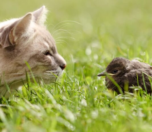 gatti merlo biodiversità