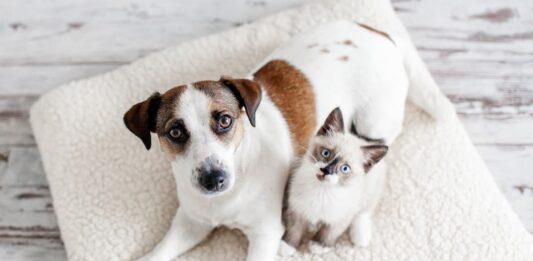 La Giardia è un parassita pericoloso per cane e gatto? giardia cane