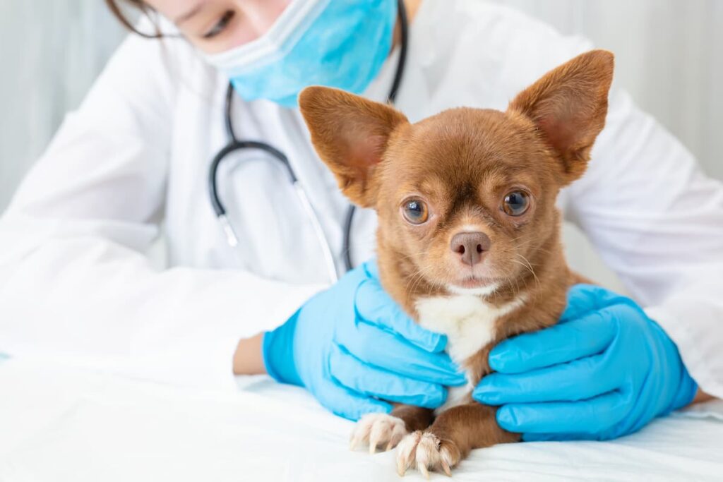 giardia cane veterinario