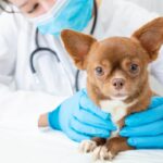 giardia cane veterinario