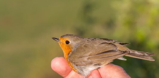 inanellamento passerotto