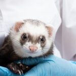 insulinoma furetto veterinario