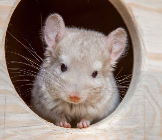 Malattie nel cincillà: quali sono i sintomi? malattie cincillà