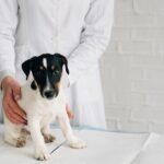 microbiota cane vet