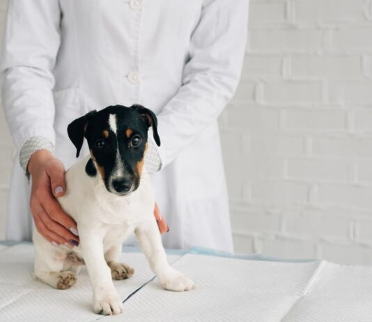 Il microbiota intestinale e la salute della cute di cane e gatto microbiota cane vet