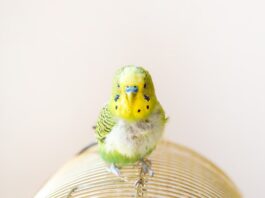 La muta delle piume negli uccelli piume uccelli