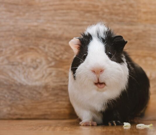 porcellino d'india malattie