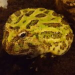 Ceratophrys cranwelli – Martin Schiavon