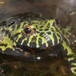 anfibi Bombina orientalis William Di Pietro