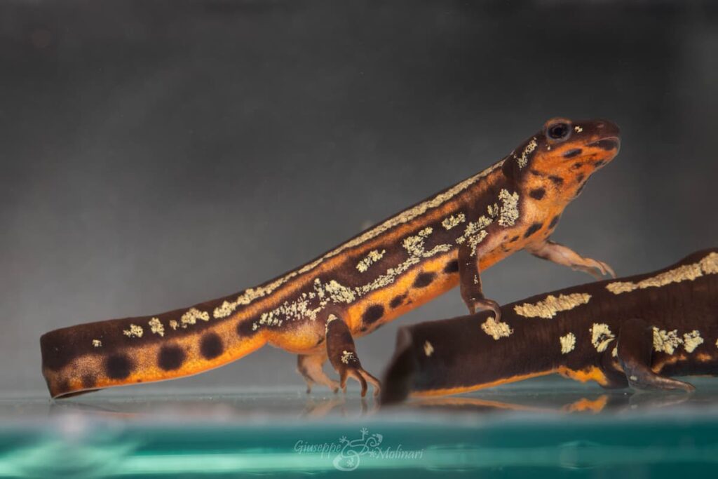 anfibi Cynops ensicauda popei - Giuseppe Molinari