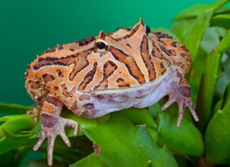 anfibi rana cornuta