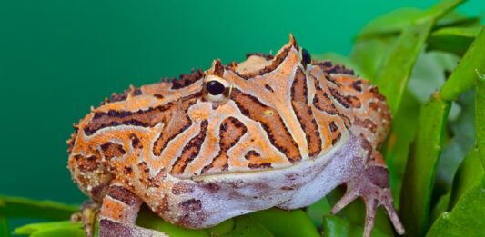 Anfibi, un mondo affascinante nelle nostre case anfibi rana cornuta