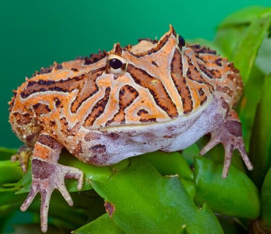 anfibi rana cornuta