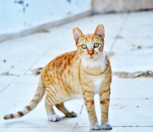 legge gatti
