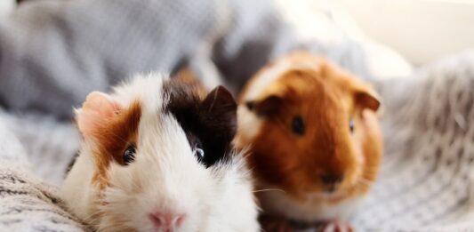 Le principali malattie della cavia o porcellino d’India malattie cavia