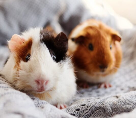 malattie cavia