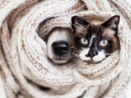 naso cane gatto