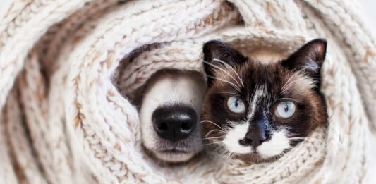 naso cane gatto