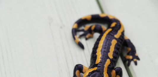 Allevare anfibi salamandra