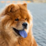 Chow Chow primo piano