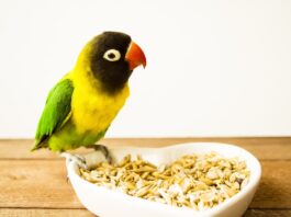 alimentazione uccelli