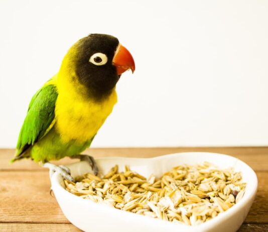 alimentazione uccelli