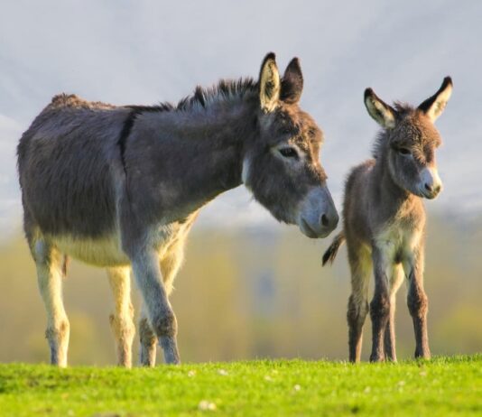 L’apprendimento negli asini sembra essere influenzato da sesso, altezza ed età asini