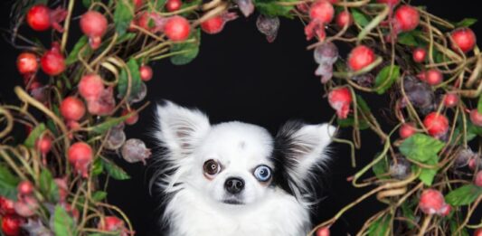 Un cane in regalo a Natale? È meglio pensarci bene cane in regalo