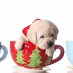 cane regalo cuccioli