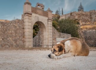 cimiteri animali cane