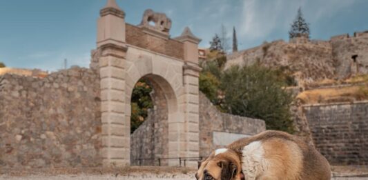 cimiteri animali cane