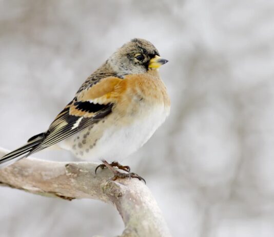 come migrano gli uccelli